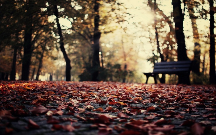 Autumn park path covered in fallen leaves with a bench