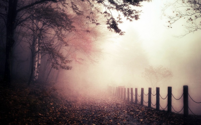 A foggy path through a misty forest with trees