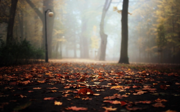 Autumn park path covered in fallen leaves