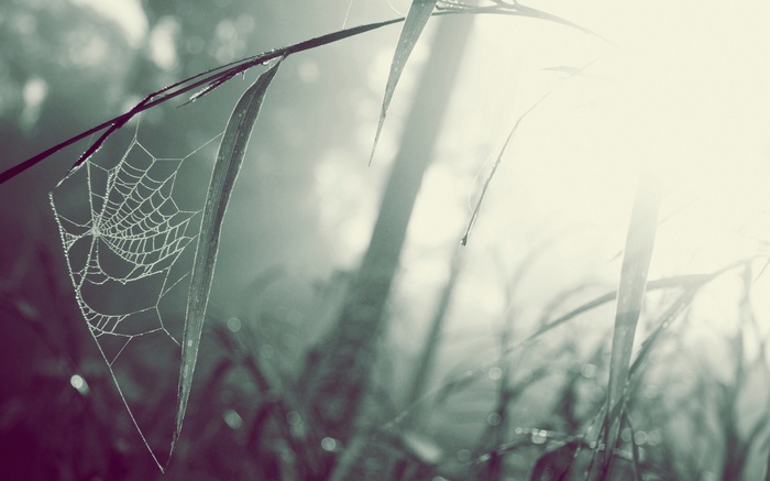 Spiderweb on grass in misty morning light