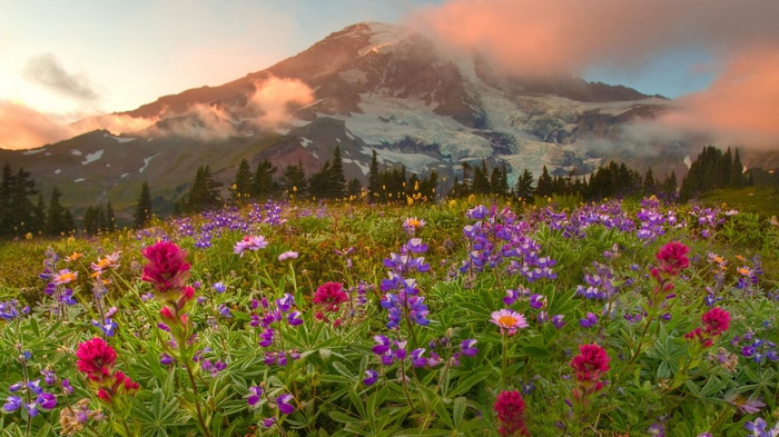 Canada, landscape, mountains, flowers