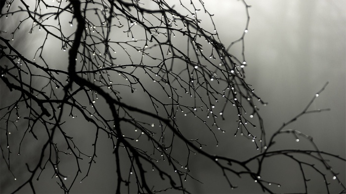 Monochrome image of bare tree branches with water drops