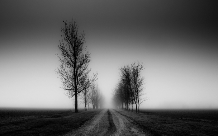 Monochrome landscape with trees lining a foggy road