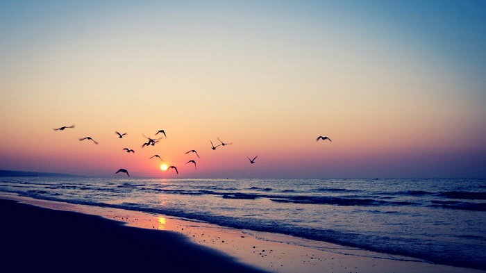 Birds flying over the sea at sunset