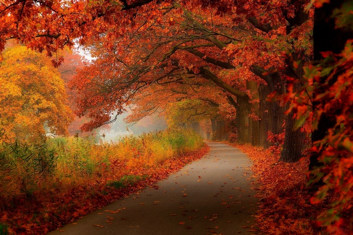 Autumn road lined with trees in fall colors