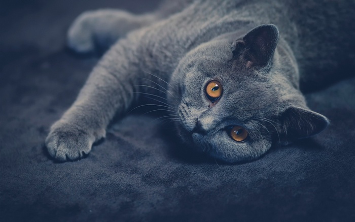 British Shorthair cat lying down