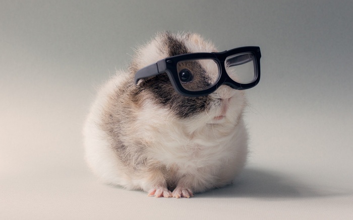 Guinea pig wearing black glasses
