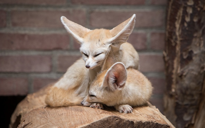 Two fennec foxes resting on a log