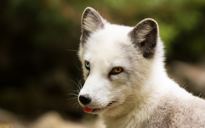 Arctic fox with heterochromia