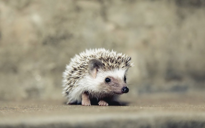 A small hedgehog sits on a textured surface