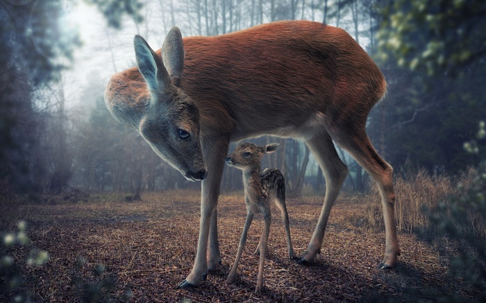 Mother deer and fawn in a misty forest
