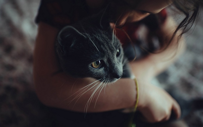 A person holding a gray cat