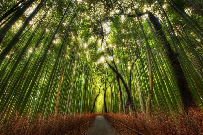 A path through a dense bamboo forest with sunlight filtering through.