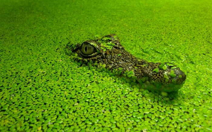 Crocodile head emerging from green duckweed water