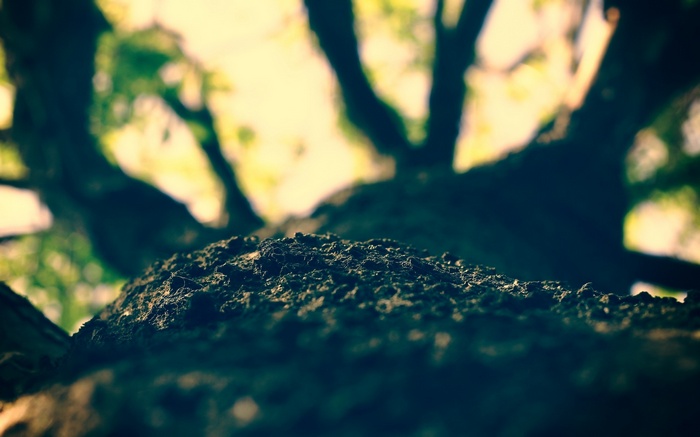 Macro view of tree bark with blurred branches