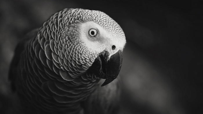 Close-up monochrome portrait of an African Grey Parrot