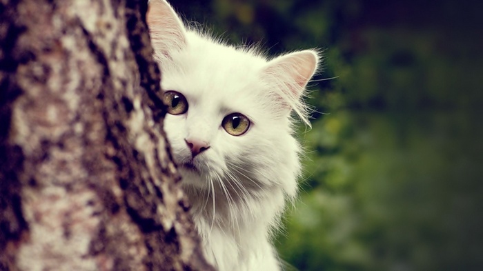 White cat peeking from behind a tree