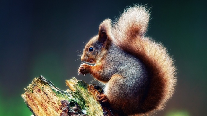 A red squirrel eats on a log
