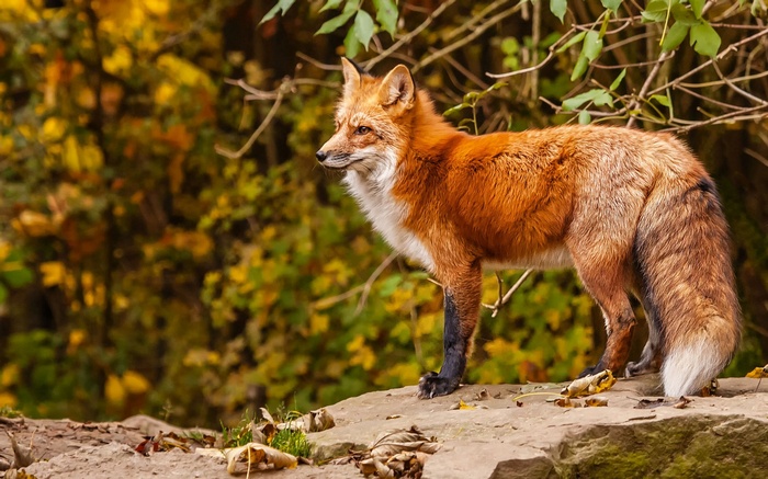 Red fox standing on rocks with autumn foliage