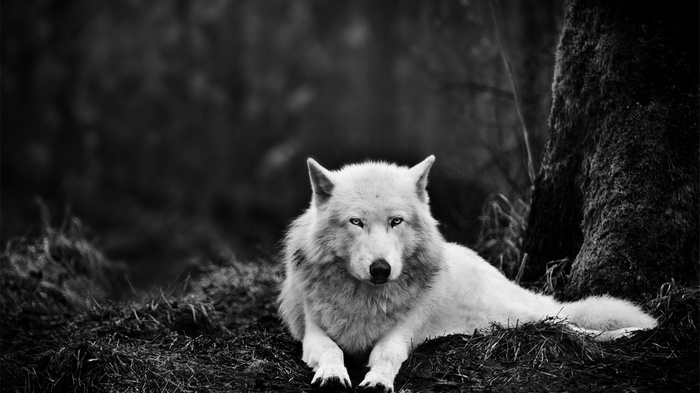 Monochrome portrait of a white wolf lying down