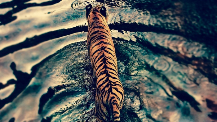 Tiger walking through water