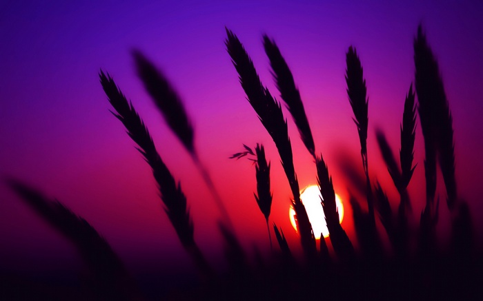 Silhouette of grass spikes against a sunset