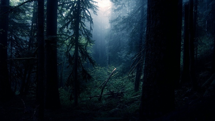 Dark forest with mist and trees
