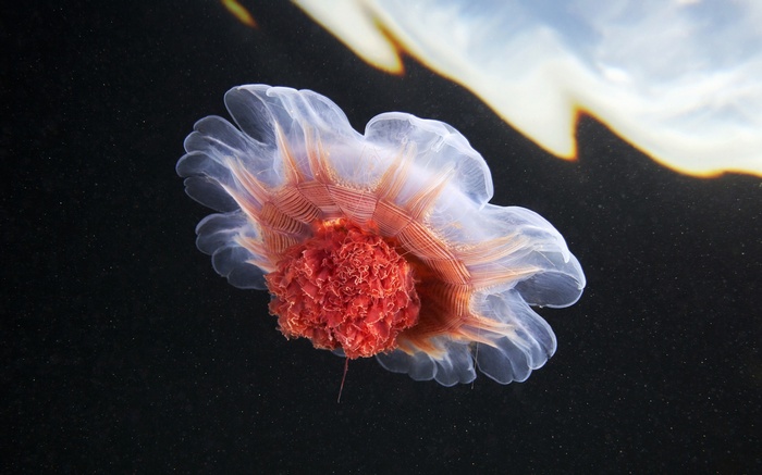 Jellyfish underwater in the sea