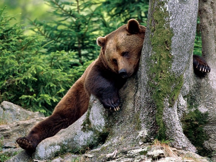 Brown bear resting against a tree in a forest
