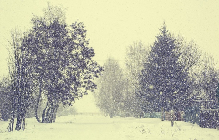 Winter scene with trees and falling snow