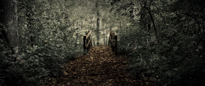 Wooden bridge over a leaf-covered path in a forest