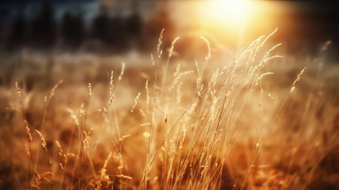 Sunlight shining on dry grass in a field