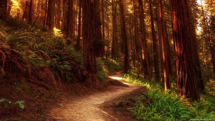 A winding path through a sunlit forest