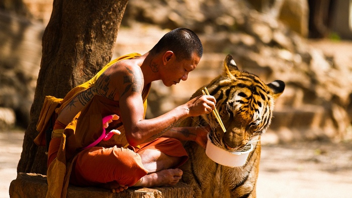 Monk feeding a tiger with chopsticks