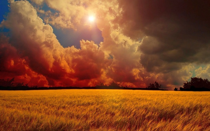 Golden wheat field under dramatic sunset clouds