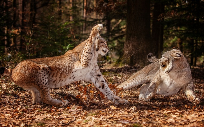 Two lynx fighting in a forest