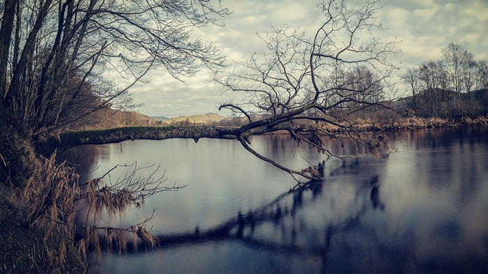 Fallen tree over a calm lake in winter