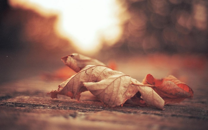 Close-up of fallen autumn leaves on the ground