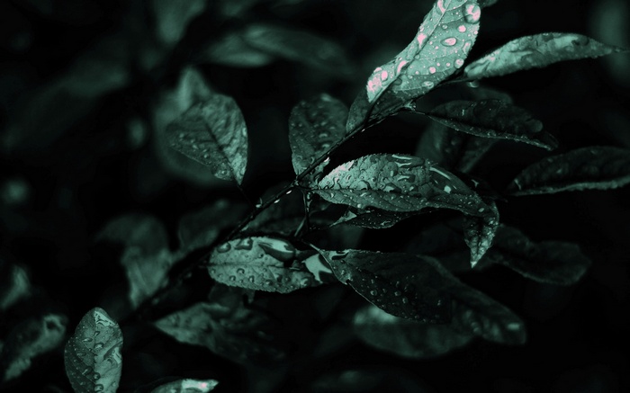 Close-up of wet leaves on a dark background