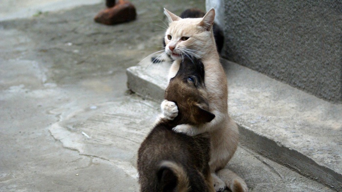 A cat hugs a puppy