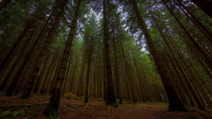 Tall evergreen trees in a dense forest