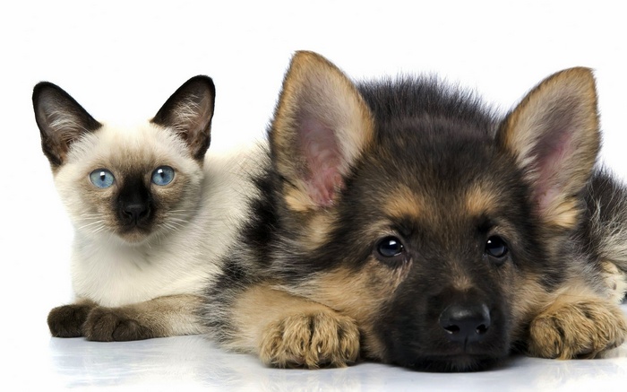 Siamese cat and German Shepherd puppy