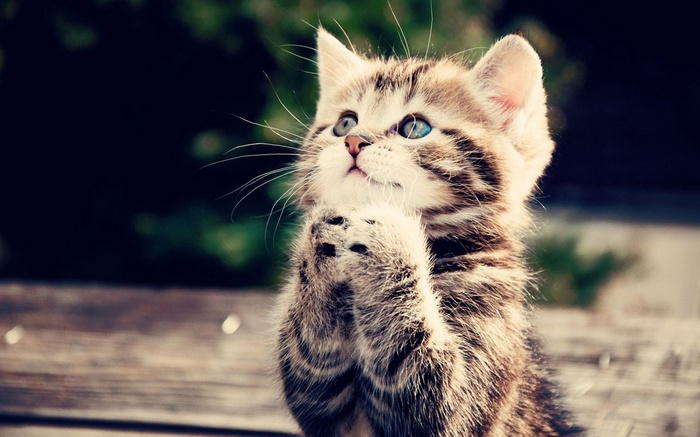 A kitten praying on a wooden surface