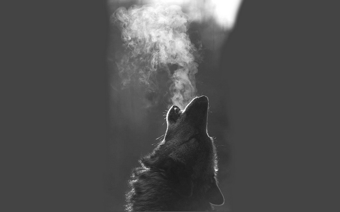 Monochrome wolf howling with steam from its mouth
