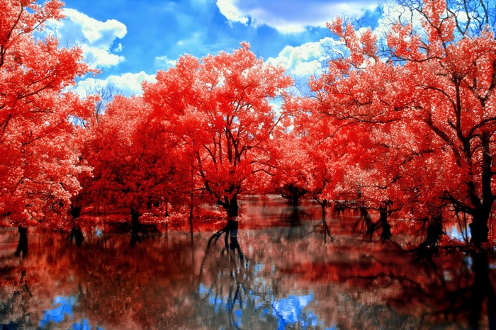 Red trees reflected in water under a blue sky