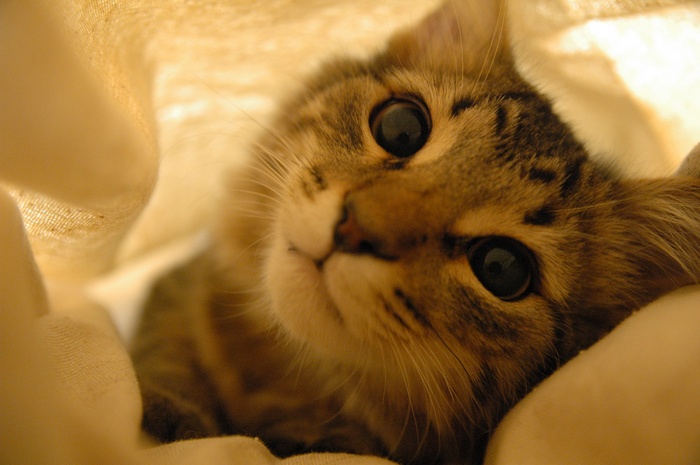 Close-up of a tabby kitten peeking out from fabric