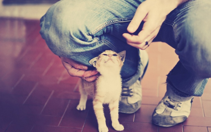 Kitten looking up at person in jeans