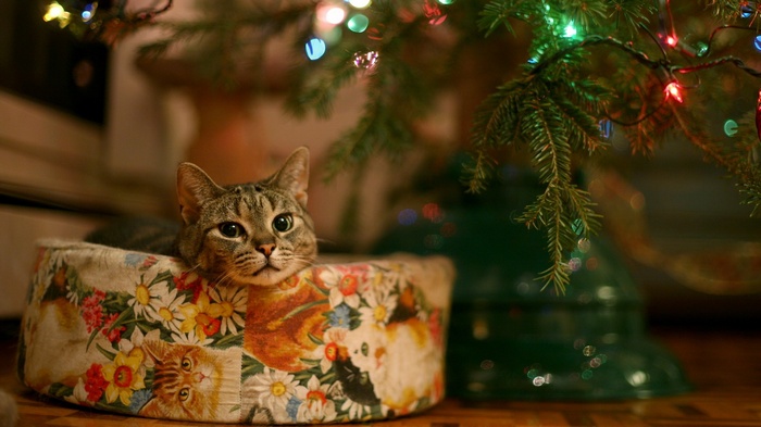 Cat in a basket near a Christmas tree
