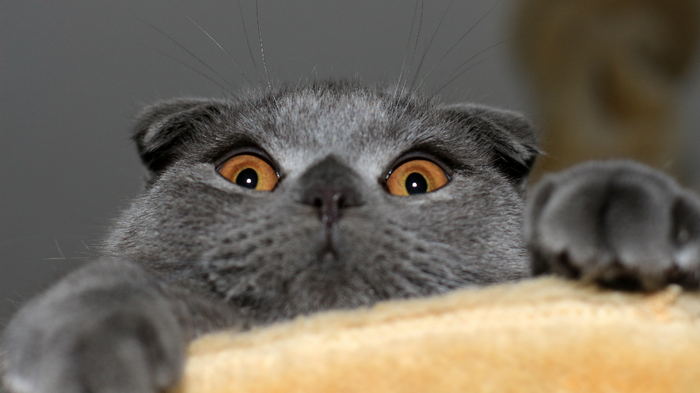 Close-up of a Scottish Fold cat's face