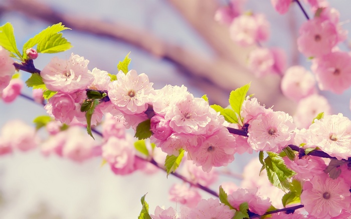 Pink cherry blossoms on a branch